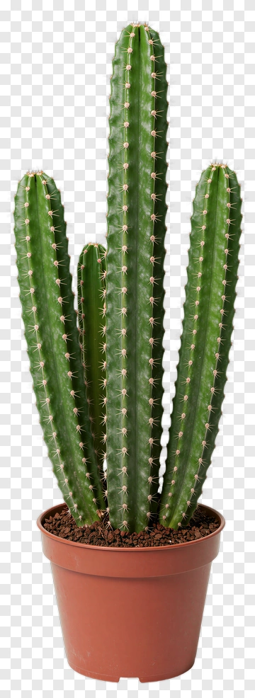 Cactus In A Pot PNG
