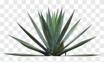 Agave Plant PNG