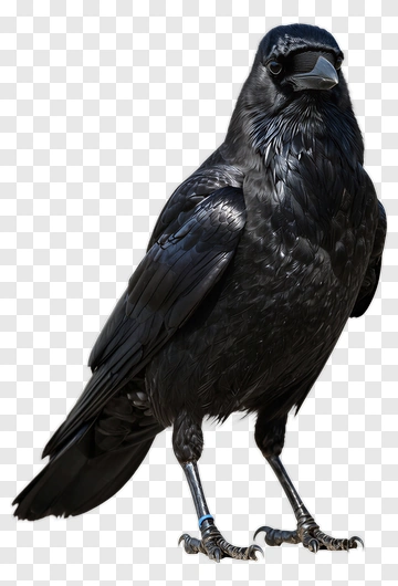 Black Raven Standing PNG