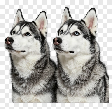 Siberian Huskies Looking Up PNG