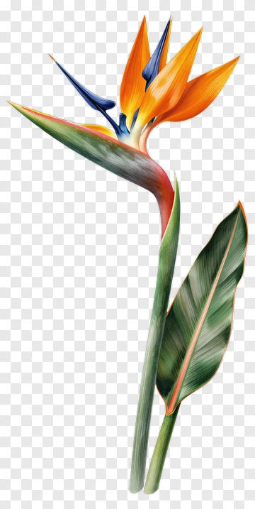 Colorful Bird Of Paradise Flower PNG