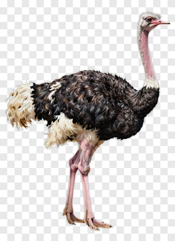 Ostrich Standing Proudly PNG