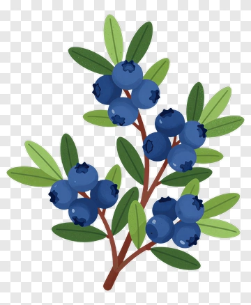 Blueberry Branch With Leaves PNG