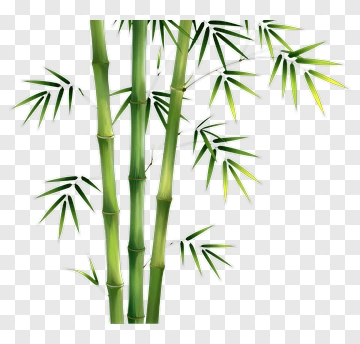 Bamboo Plant With Green Leaves PNG