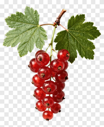 Red Currant Bunch With Green Leaves PNG