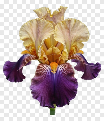 Purple Iris Flower PNG
