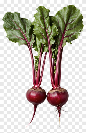 Fresh Beets With Green Leaves PNG