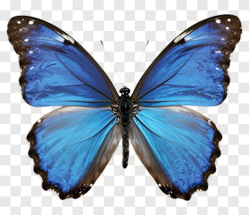 Blue Butterfly PNG