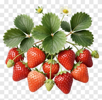 Strawberry Plant With Ripe And Unripe Strawberries PNG
