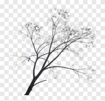 Tree With Sparse Branches PNG