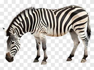 Zebra Grazing PNG