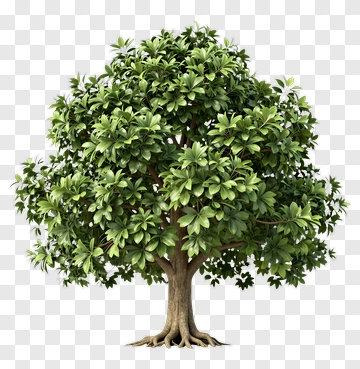Green Tree With Lush Foliage PNG