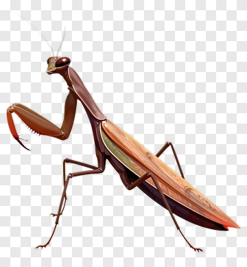 3D Mantis Insect PNG