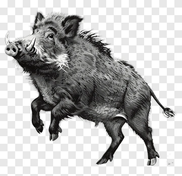 Illustration Of A Wild Boar PNG