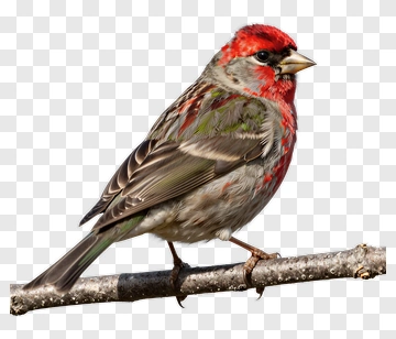 Colorful House Finch Perched On A Branch PNG