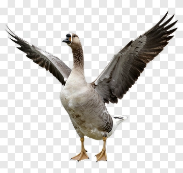 Goose Spreading Its Wings PNG