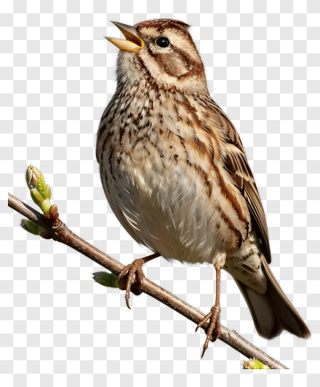 Singing Bird On A Branch PNG