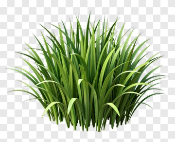Green Grass PNG