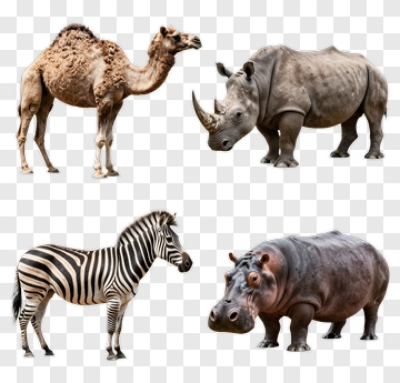 Camel, Rhino, Zebra, And Hippo Animals Composition PNG