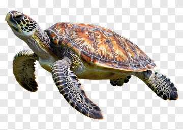 Realistic Sea Turtle Swimming PNG