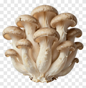 Cluster Of Oyster Mushrooms PNG