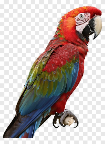 Colorful Macaw Parrot PNG