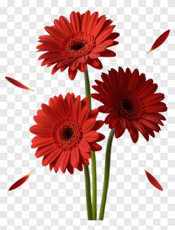 Red Gerbera Daisy Flowers PNG