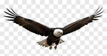 Bald Eagle In Flight PNG