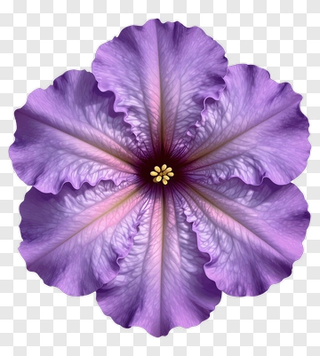 Purple Flower With Delicate Petals PNG