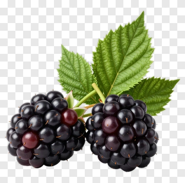 Blackberries With Green Leaves PNG
