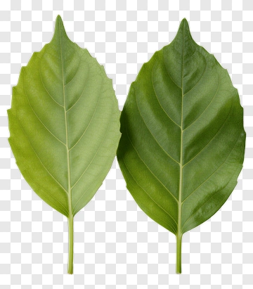 Green Leaves PNG