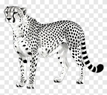 Realistic Cheetah Standing Proudly PNG