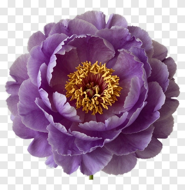 Purple Flower With Yellow Center PNG