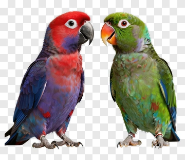 Colorful Parrots Facing Each Other PNG