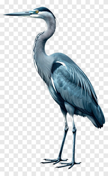 Heron Standing Gracefully PNG