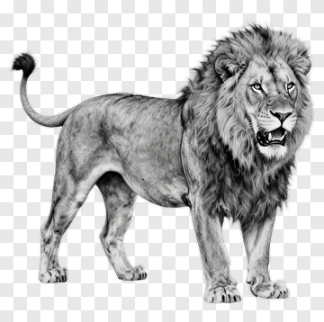 Realistic Lion Illustration PNG
