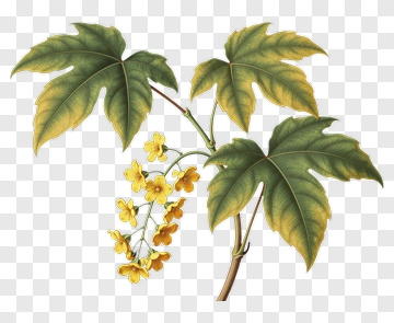 Yellow Flowering Plant With Green Leaves PNG
