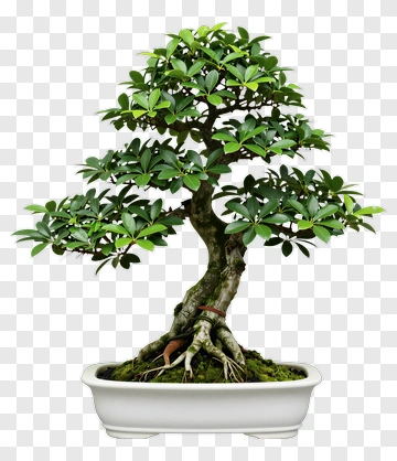 Bonsai Tree In White Pot PNG