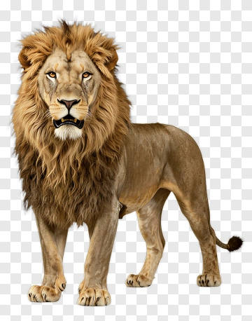 Realistic Lion Standing Proudly PNG