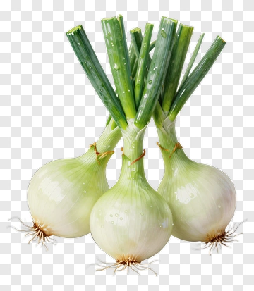 Fresh Green Onions Bunch PNG