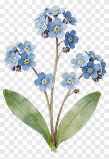 Blue Forget-Me-Not Flower Bouquet PNG