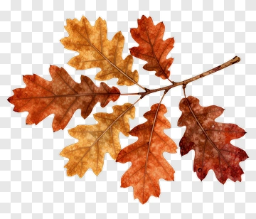 Colorful Oak Leaves PNG