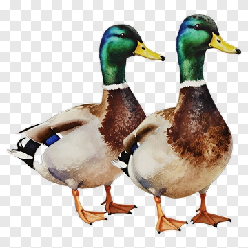Pair Of Mallard Ducks PNG