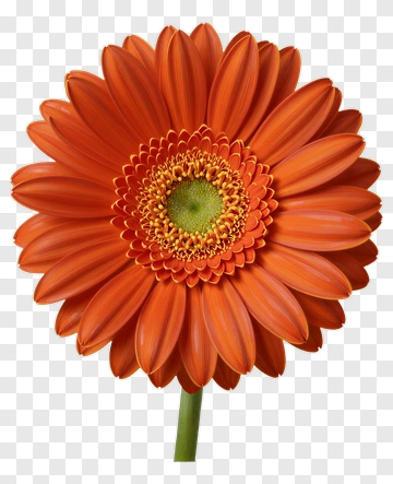 Orange Gerbera Flower PNG