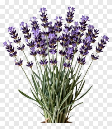 Lavender Flower Bouquet PNG