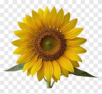 Sunflower PNG