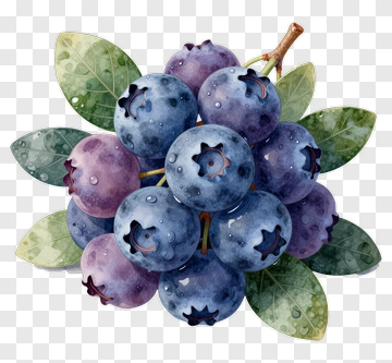 Watercolor Blueberries With Leaves PNG