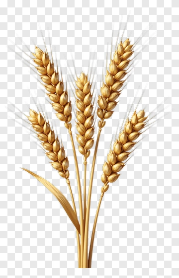 Wheat Ears With Golden Grains PNG