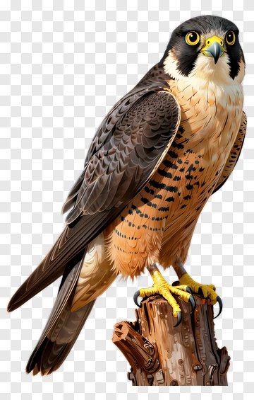 Peregrine Falcon Perched On A Log PNG