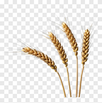 Wheat Stalks PNG